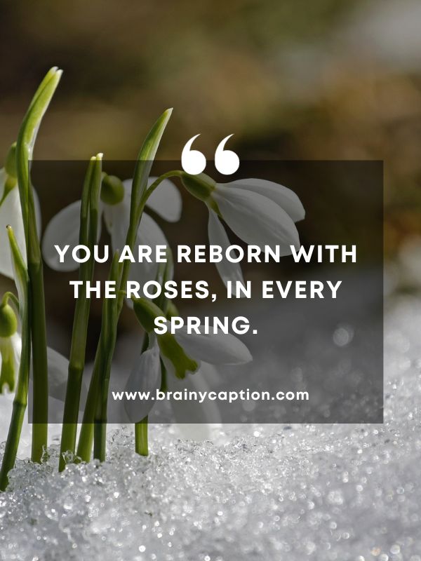 Quote Of The Day March 3- You are reborn with the roses, in every spring.